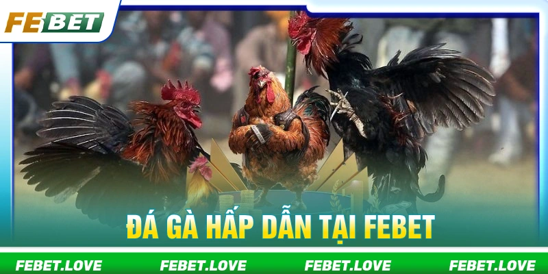 Đá gà FEBET cùng những trận chiến nảy lửa 